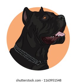 Portrait of a big black dog, on an orange round background, Cane-corso. Sticker. Vector illustration