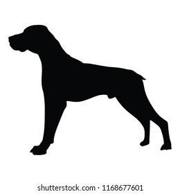 Portrait of Bird dog vector illustration isolated. Beware of dog. Dog show champion. 