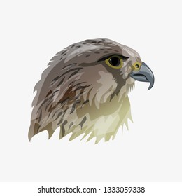 Portrait of a bird of prey. Falcon. Vector illustration isolated of the white background/