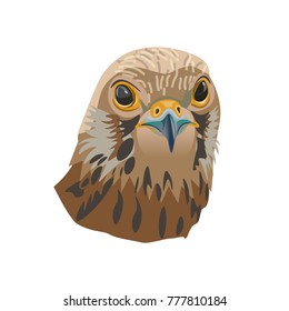 Portrait of a bird of prey. Falcon. Vector illustration isolated of the white background/