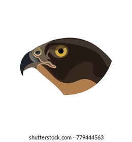 Portrait of a bird of prey. Falcon. Vector illustration isolated of the white background/