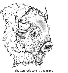 Portrait of a bison. Can be used for printing on T-shirts, flyers and stuff. Vector illustration