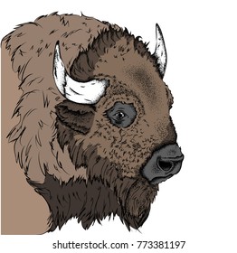 Portrait of a bison. Can be used for printing on T-shirts, flyers and stuff. Vector illustration