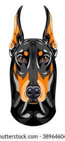 Portrait of a black doberman pinscher