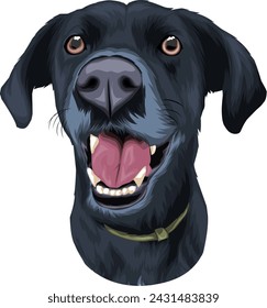 portrait of black labrador retriever dog