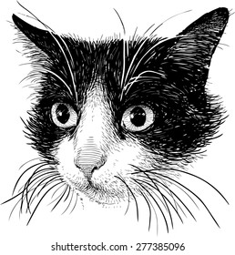 portrait of a black and white cat