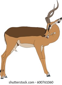 Portrait of a blackfaced impala, standing, head back, side view, hand drawn vector illustration isolated on white background
