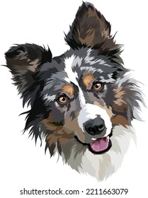 Portrait of a Border Collie. Vector illustration.