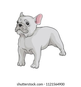 Portrait of boston terrier dog in pose. Cute puppy with white short coat. Home pet. Domestic animal. Cartoon vector icon