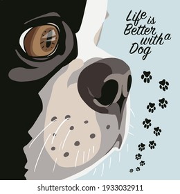 Portrait of a Boston Terrier, domestic pet, style icon square. Vector illustration. 