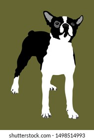 Portrait of Boston Terrier vector illustration isolated. Little dog. Beware of dog.