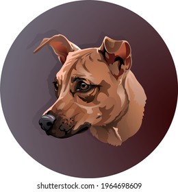 Portrait of a breedless red dog in a circle 
Funny pooch with ears 
Dog's muzzle mestizo brown color