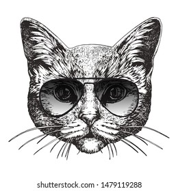 Portrait British Shorthair Cat and sunglasses  hand  drawn illustration  vector