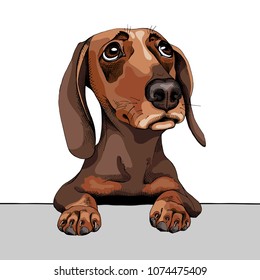 Portrait of a brown Dachshund Dog. Vector illustration.