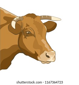 Portrait of a brown dairy cow in a vector