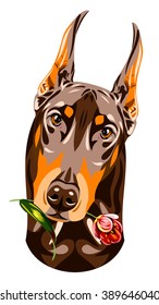 Portrait of a brown Doberman pinscher with a rose in his teeth