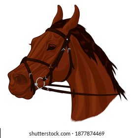 Portrait of a brown horse with ears laid back. Image of a young stallion dressed in Mexican figure eight noseband bridle with a snaffle bit. Vector clip art for equestrian and show jumping clubs.