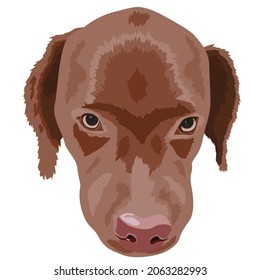portrait of brown labrador on white background, vector image
