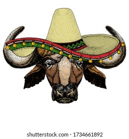 Portrait of buffalo, bison, bull, cow. Sombrero mexican hat. Face of animal.