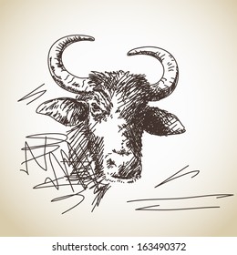 Portrait of buffalo Vector Sketch
