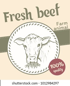 Portrait of Bull. Cow looks and chews the grass. Sketch of a cow face. Vector illustration. Label or sticker. Fresh beef. Farm animal