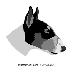 Portrait of Bull terrier head vector illustration isolated. Beware of purebred dog. Alert, guard attention.