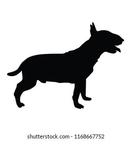 Portrait of Bull terrier vector silhouette illustration isolated. Beware of dog. Lovely pet. Dog show.