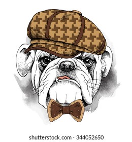 Portrait of a Bulldog in brown cap and tie. Vector illustration.