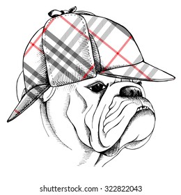 Portrait of a bulldog in checkered deerstalker hat. Vector illustration.