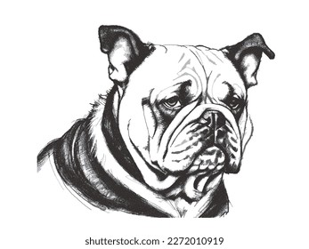 Portrait of a Bulldog. Doodle sketch. Vector illustration.