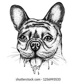 Portrait Of A Bulldog With Dripping Drool. Vector Hand Drawn Illustration. Monochrome Drawing Isolated On White Background