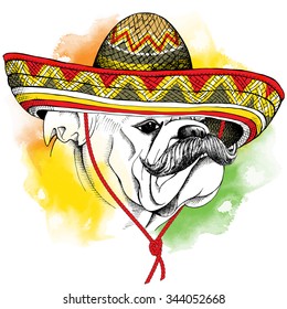 Portrait of a Bulldog with mustache in Mexico sombrero. Vector illustration.