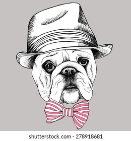 Portrait of a bulldog in pink striped  tie and Elegant hat on gray background. Vector illustration.