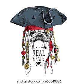 Portrait of a bulldog in Pirate hat, bandana and with a dreadlocks. Vector illustration.