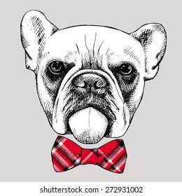 Portrait of a bulldog with red checkered tie on a gray background. Vector illustration.