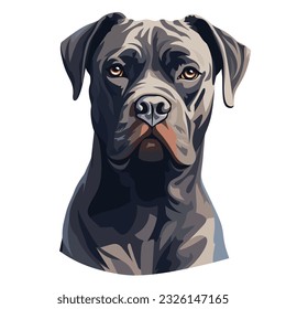 A Portrait of a Cane Corso Dog Isolated on White Background