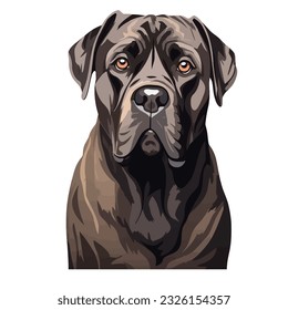 A Portrait of a Cane Corso Dog Isolated on White Background