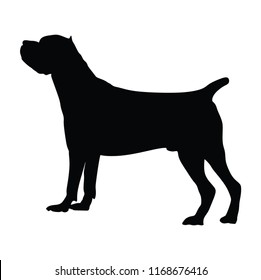 Portrait of Cane corso dog vector illustration isolated. Beware of dog.  Dog show champion. 