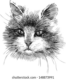 portrait of cat