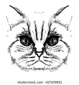 portrait of cat