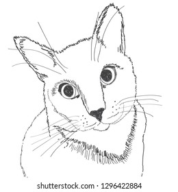 Portrait of a cat with a black stroke on a white background. Hand-drawn picture.