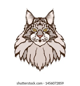 portrait of cat (breed Maine Coon). Without background, isolated, clip art.