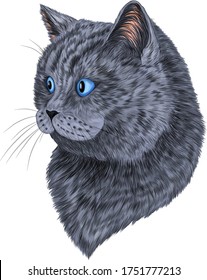 portrait of a cat British grey blue funny vector illustration color print