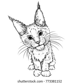 Portrait of a cat. Can be used for printing on T-shirts, flyers, etc. Vector illustration