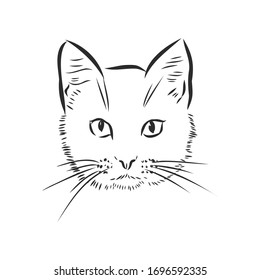 portrait of a cat, domestic cat, vector illustration 