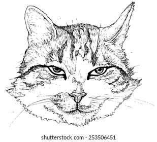 Portrait of a cat, drawn vector illustration isolated on white stylized engraving