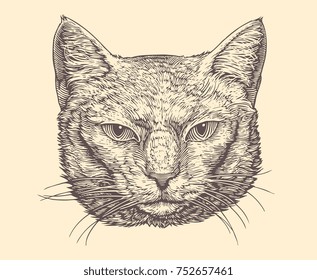 Portrait of a Cat. Hand drawn engraving. Vector vintage illustration. Isolated on light background. 8 EPS