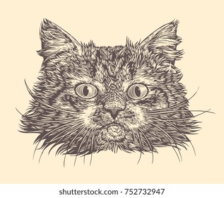 Portrait of a Cat. Hand drawn engraving. Vector vintage illustration. Isolated on light background. 8 EPS