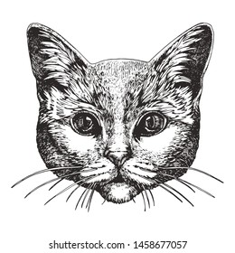 Retrato de gato. Ilustración hecha a mano. Vector