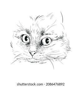 Portrait-Katzenkopfhörnchen-Augen